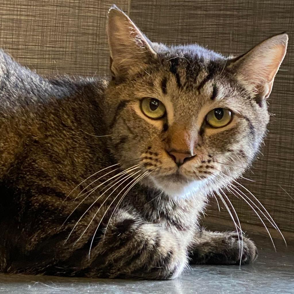 CJ, an adoptable Domestic Short Hair in Tucson, AZ, 85711 | Photo Image 1