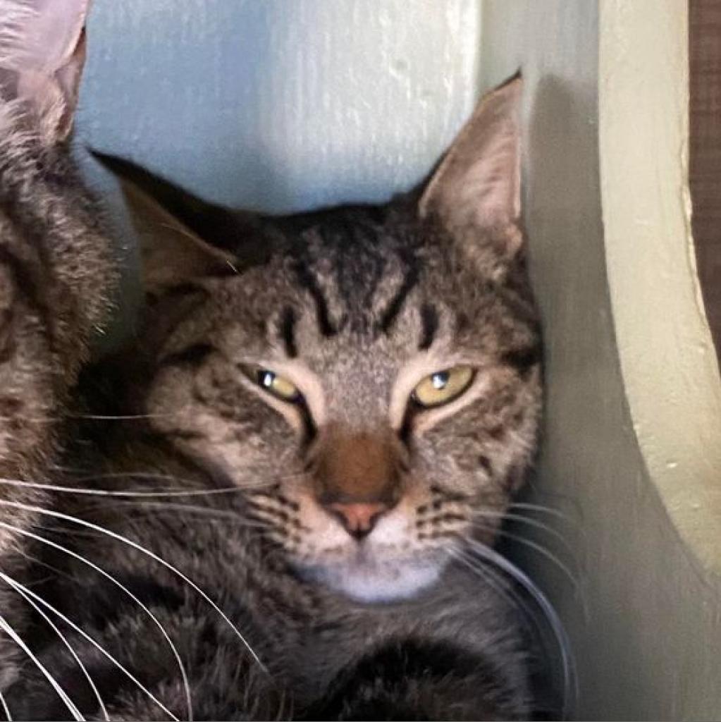 CJ, an adoptable Domestic Short Hair in Tucson, AZ, 85711 | Photo Image 2