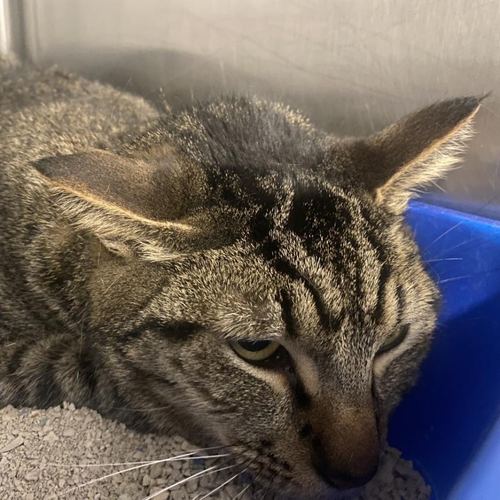 CJ, an adoptable Domestic Short Hair in Tucson, AZ, 85711 | Photo Image 3