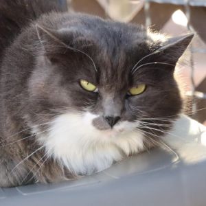 Everly, Adult Female Domestic Short Hair