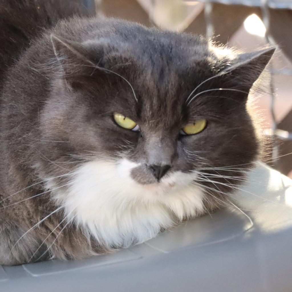 Everly, an adoptable Domestic Short Hair in Tucson, AZ, 85711 | Photo Image 1