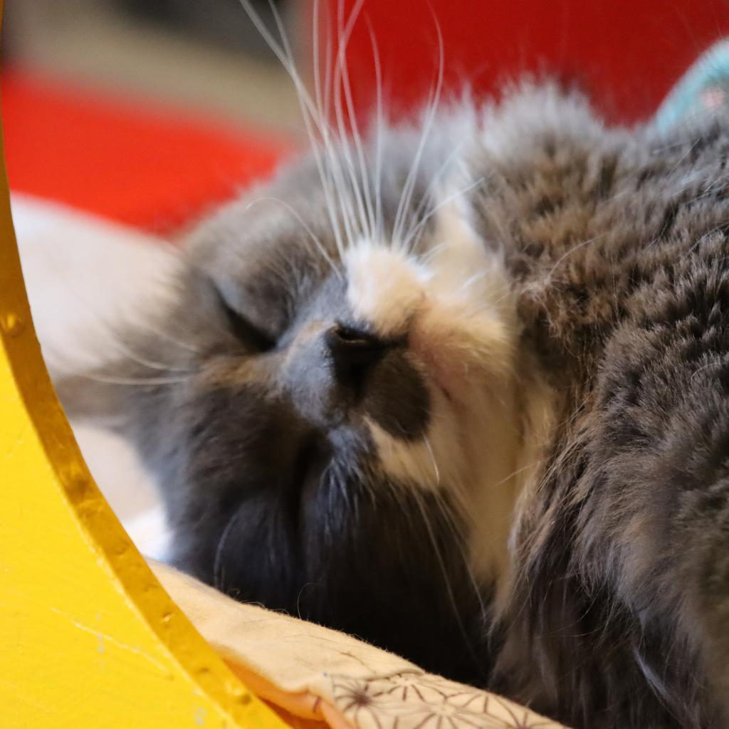 Everly, an adoptable Domestic Short Hair in Tucson, AZ, 85711 | Photo Image 2