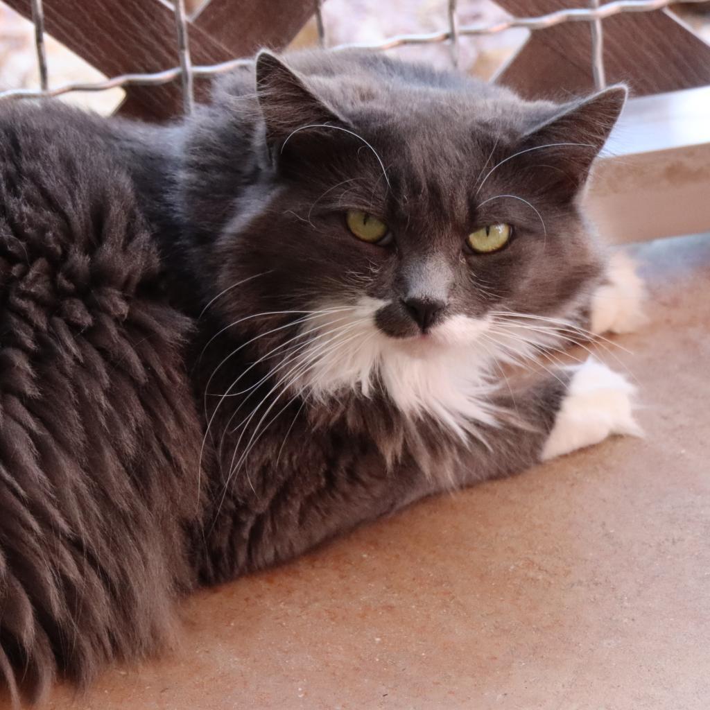 Everly, an adoptable Domestic Short Hair in Tucson, AZ, 85711 | Photo Image 3
