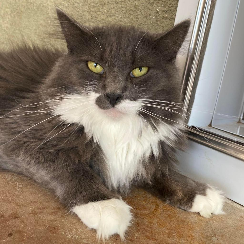 Everly, an adoptable Domestic Short Hair in Tucson, AZ, 85711 | Photo Image 4