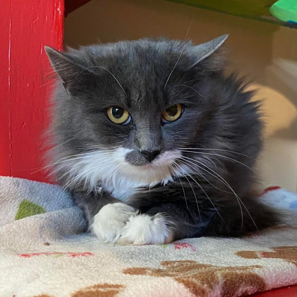 Everly, an adoptable Domestic Short Hair in Tucson, AZ, 85711 | Photo Image 5