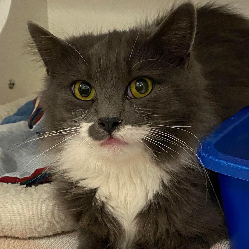 Everly, an adoptable Domestic Short Hair in Tucson, AZ, 85711 | Photo Image 6