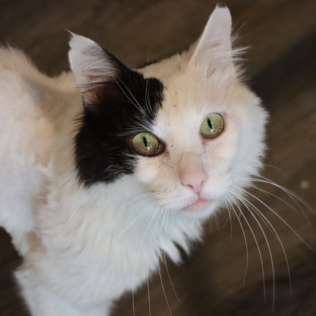 Dinkie, an adoptable Domestic Medium Hair in Tucson, AZ, 85711 | Photo Image 1
