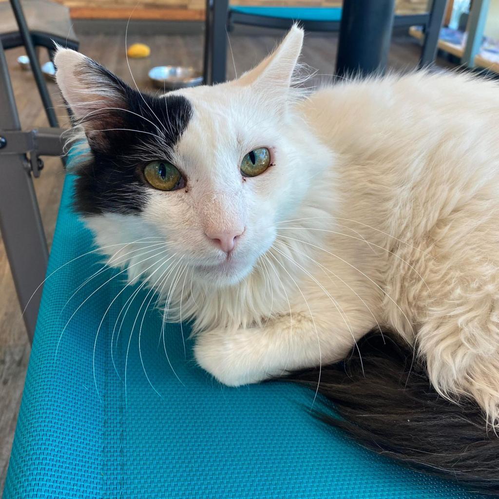 Dinkie, an adoptable Domestic Medium Hair in Tucson, AZ, 85711 | Photo Image 2