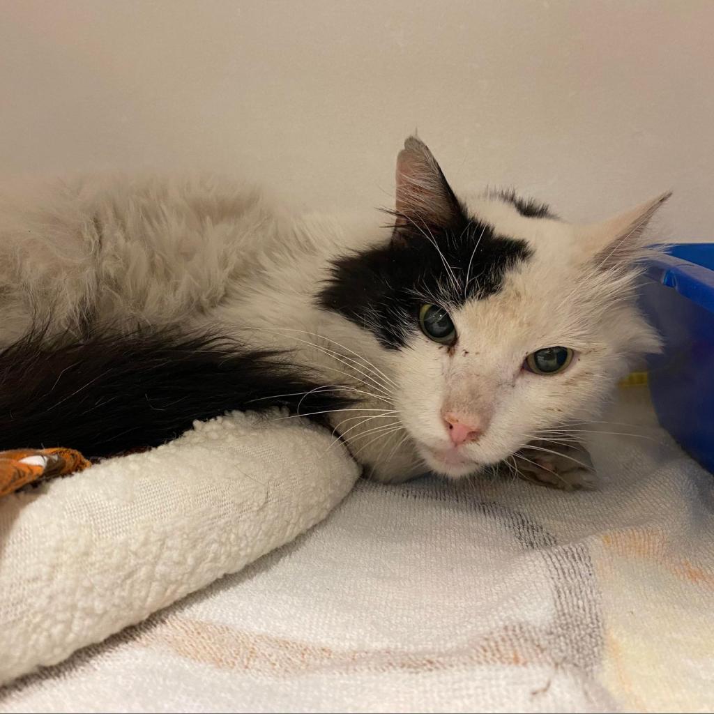 Dinkie, an adoptable Domestic Medium Hair in Tucson, AZ, 85711 | Photo Image 3