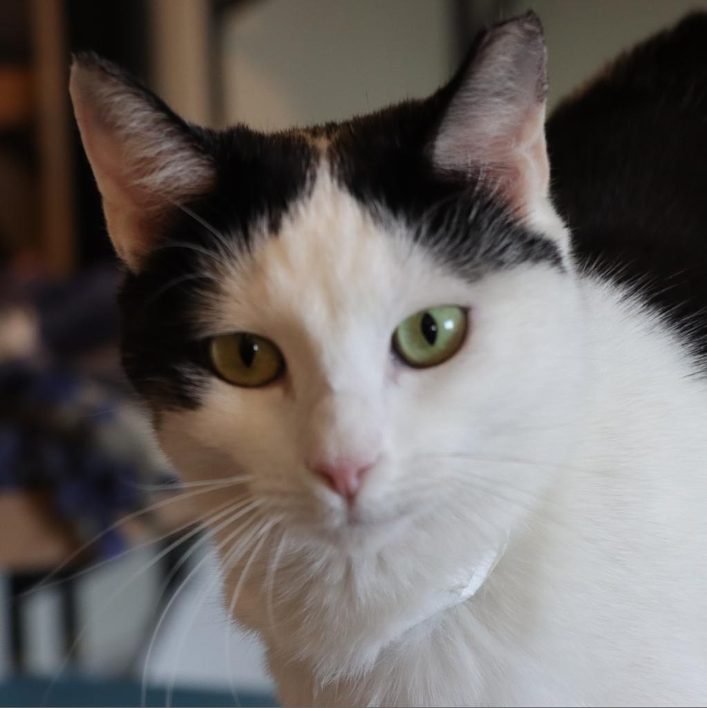 Gwynn, an adoptable Domestic Short Hair in Tucson, AZ, 85711 | Photo Image 1
