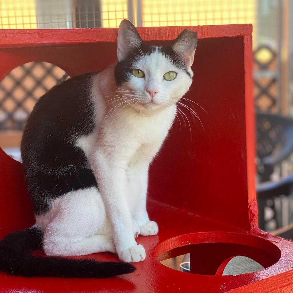 Gwynn, an adoptable Domestic Short Hair in Tucson, AZ, 85711 | Photo Image 2