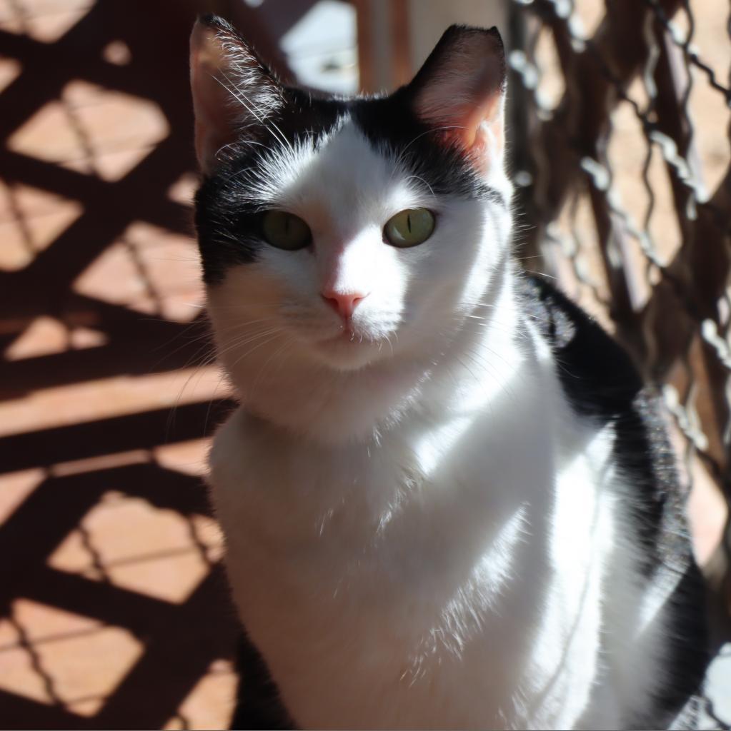 Gwynn, an adoptable Domestic Short Hair in Tucson, AZ, 85711 | Photo Image 3