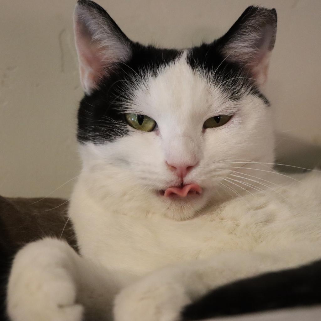 Gwynn, an adoptable Domestic Short Hair in Tucson, AZ, 85711 | Photo Image 4