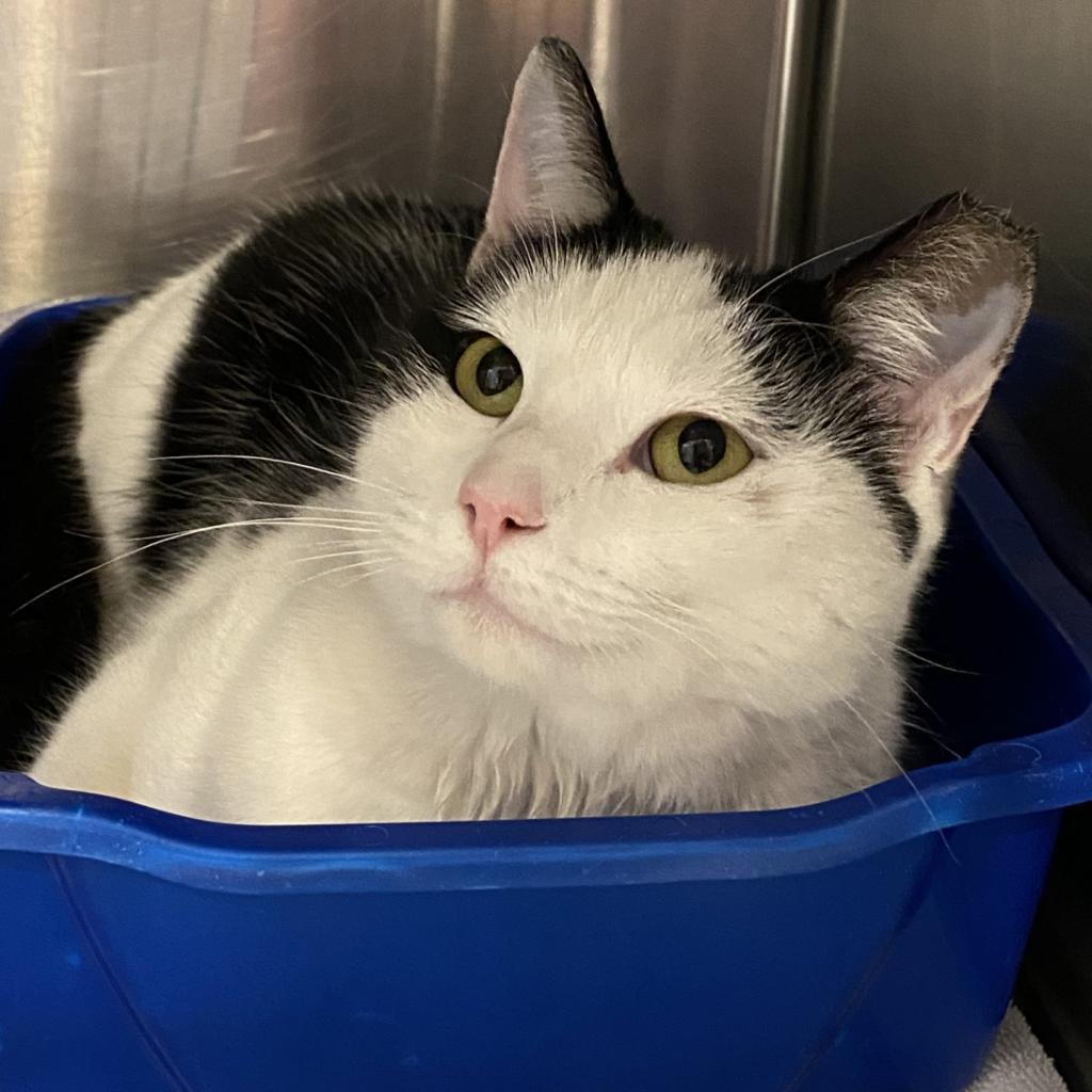 Gwynn, an adoptable Domestic Short Hair in Tucson, AZ, 85711 | Photo Image 5