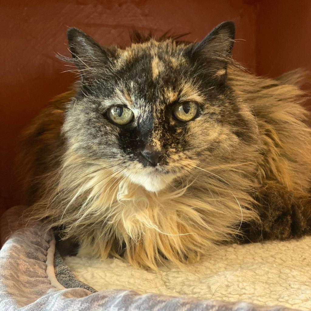 Agate, an adoptable Domestic Long Hair in Tucson, AZ, 85711 | Photo Image 1