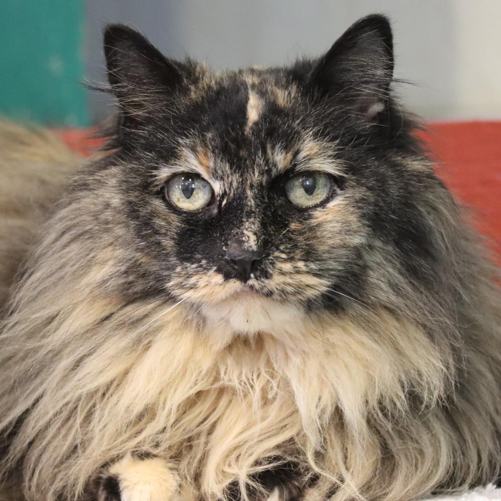 Agate, an adoptable Domestic Long Hair in Tucson, AZ, 85711 | Photo Image 2