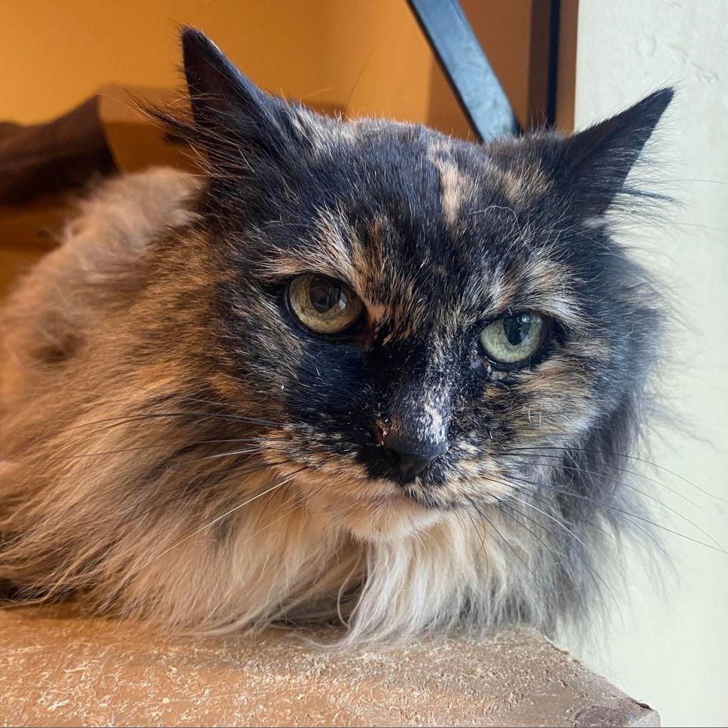 Agate, an adoptable Domestic Long Hair in Tucson, AZ, 85711 | Photo Image 3