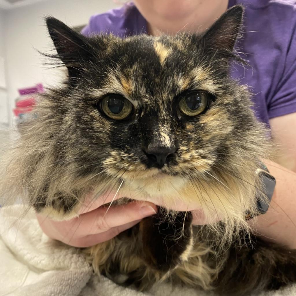 Agate, an adoptable Domestic Long Hair in Tucson, AZ, 85711 | Photo Image 5