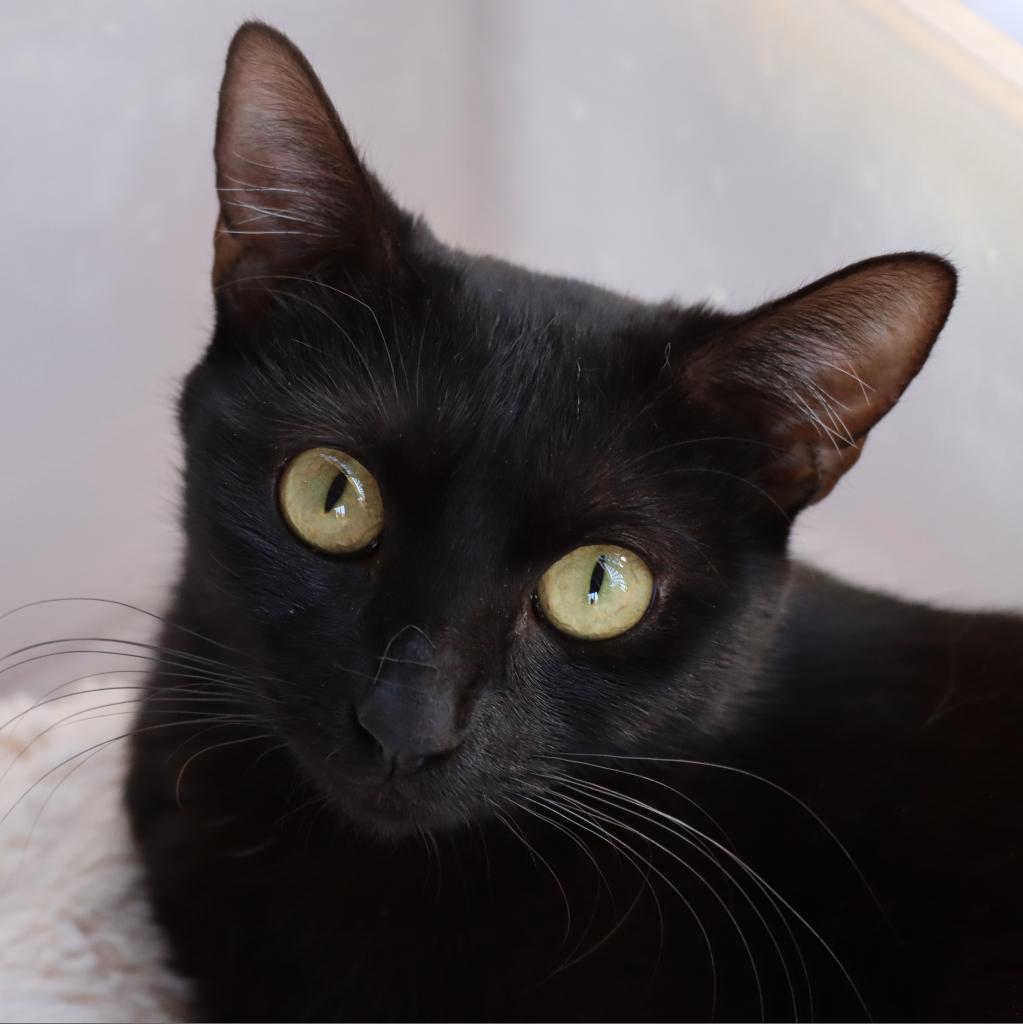 Edwina, an adoptable Domestic Short Hair in Tucson, AZ, 85711 | Photo Image 1