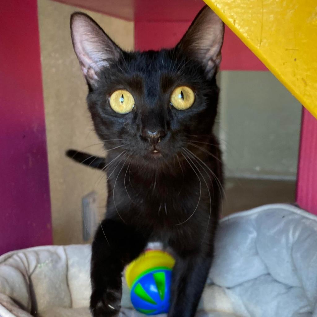 Edwina, an adoptable Domestic Short Hair in Tucson, AZ, 85711 | Photo Image 2