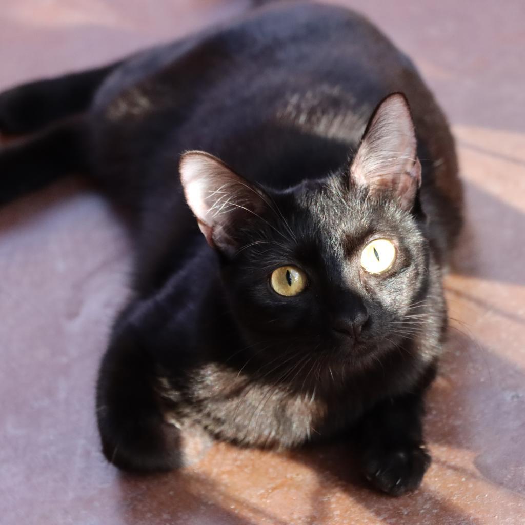 Edwina, an adoptable Domestic Short Hair in Tucson, AZ, 85711 | Photo Image 3
