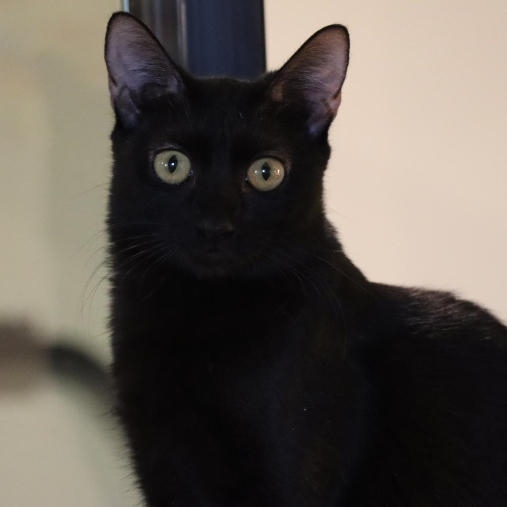 Edwina, an adoptable Domestic Short Hair in Tucson, AZ, 85711 | Photo Image 4