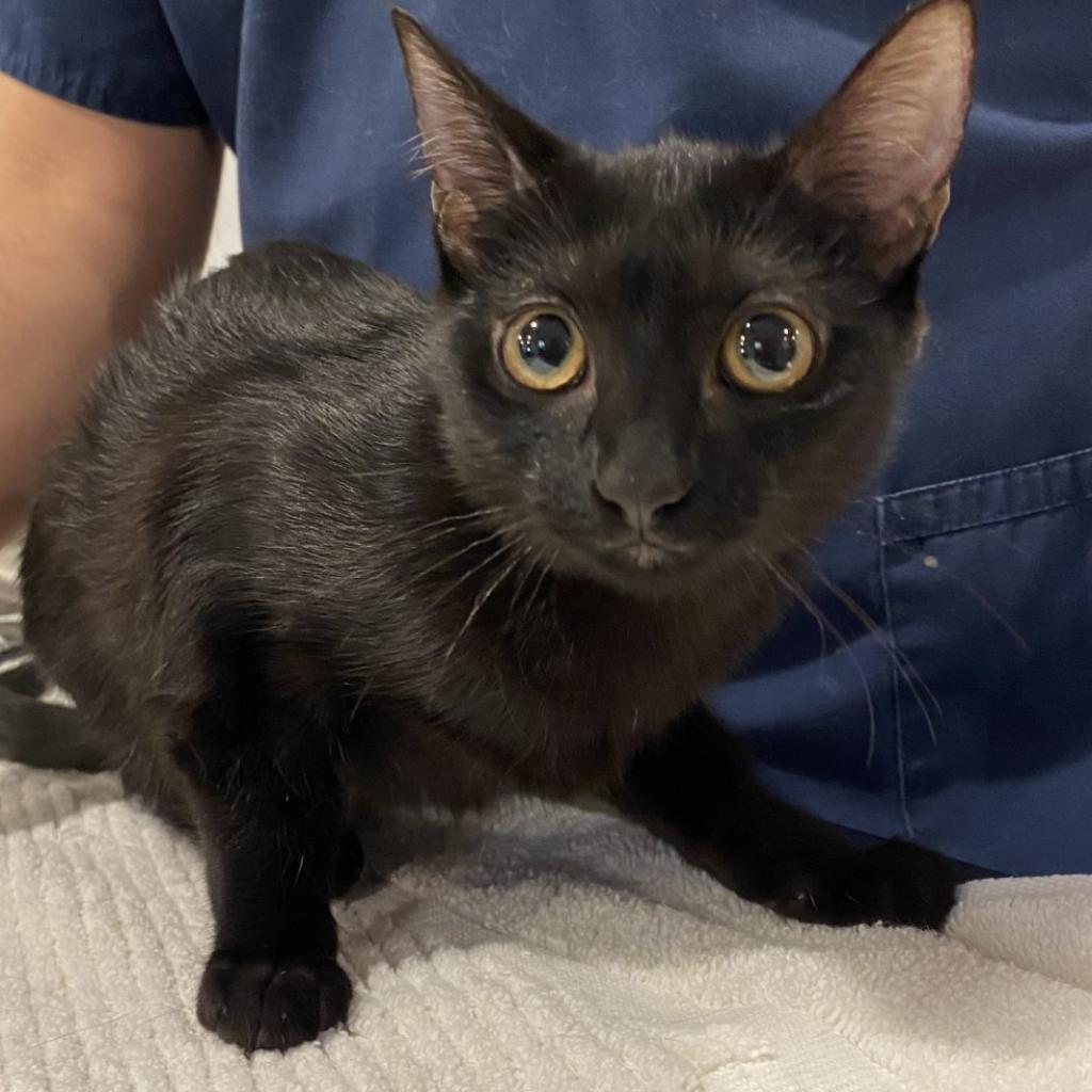 Edwina, an adoptable Domestic Short Hair in Tucson, AZ, 85711 | Photo Image 5