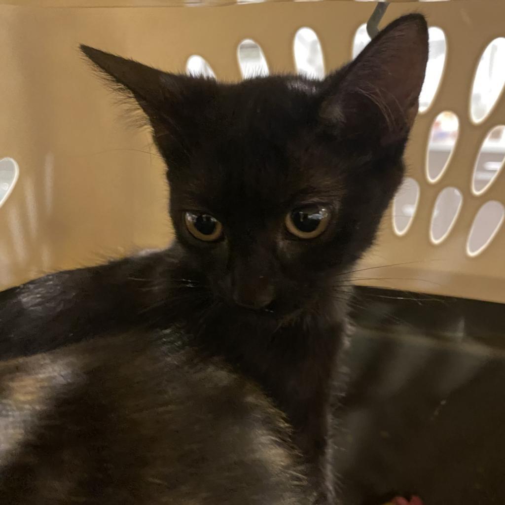 Edwina, an adoptable Domestic Short Hair in Tucson, AZ, 85711 | Photo Image 6