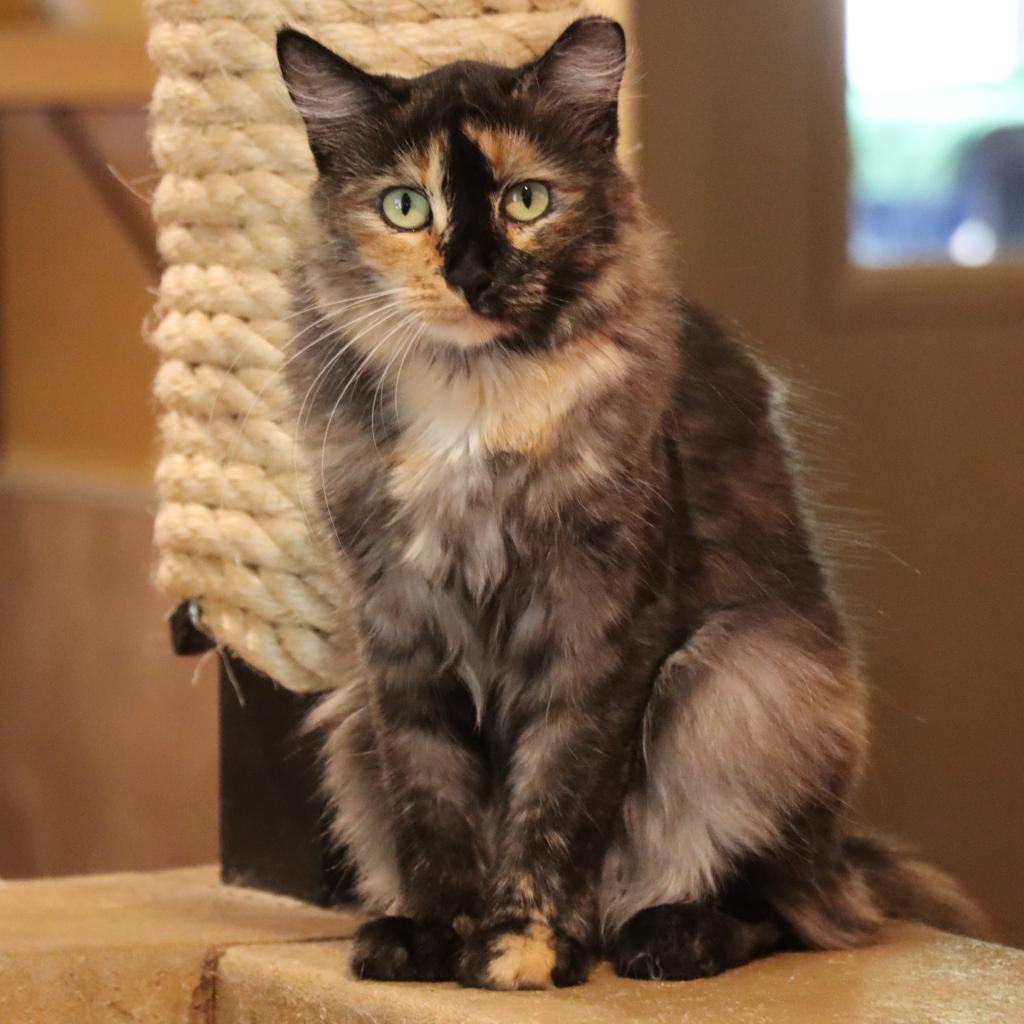 Frye, an adoptable Domestic Medium Hair in Tucson, AZ, 85711 | Photo Image 1