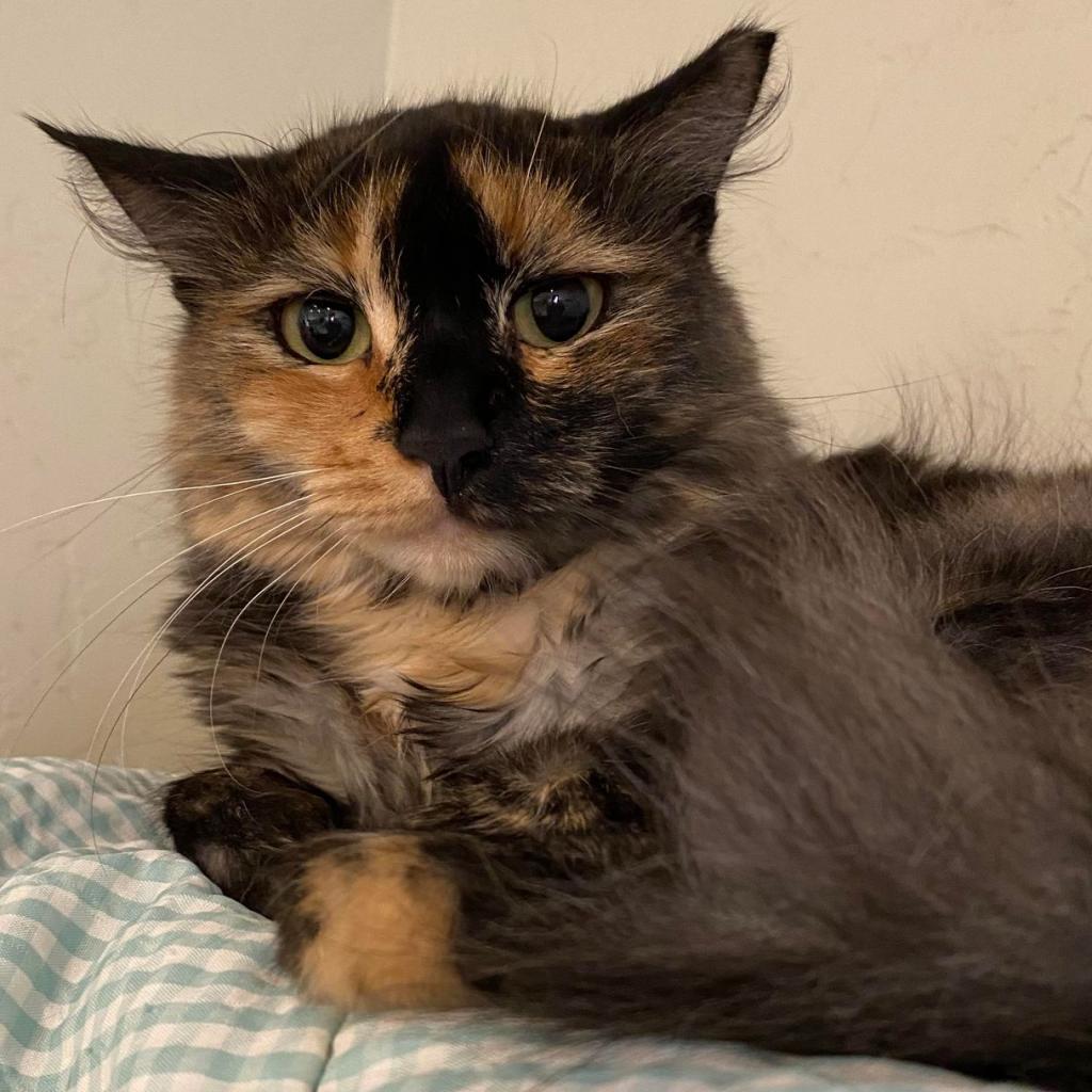 Frye, an adoptable Domestic Medium Hair in Tucson, AZ, 85711 | Photo Image 2
