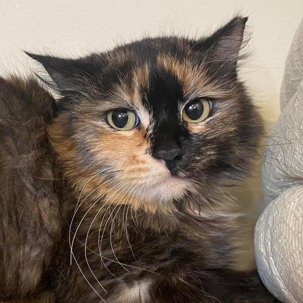 Frye, an adoptable Domestic Medium Hair in Tucson, AZ, 85711 | Photo Image 3