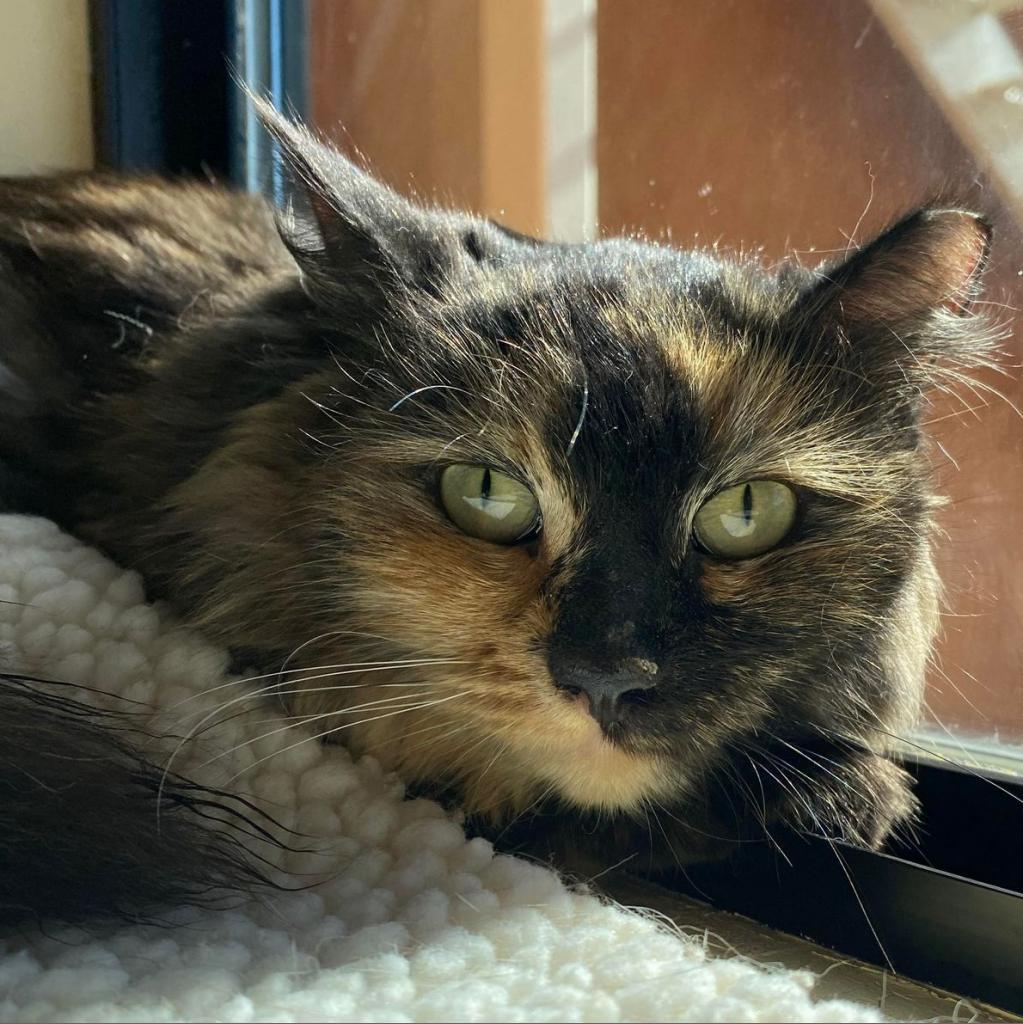 Frye, an adoptable Domestic Medium Hair in Tucson, AZ, 85711 | Photo Image 4