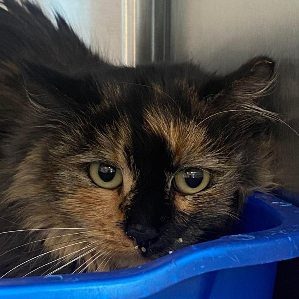 Frye, an adoptable Domestic Medium Hair in Tucson, AZ, 85711 | Photo Image 5