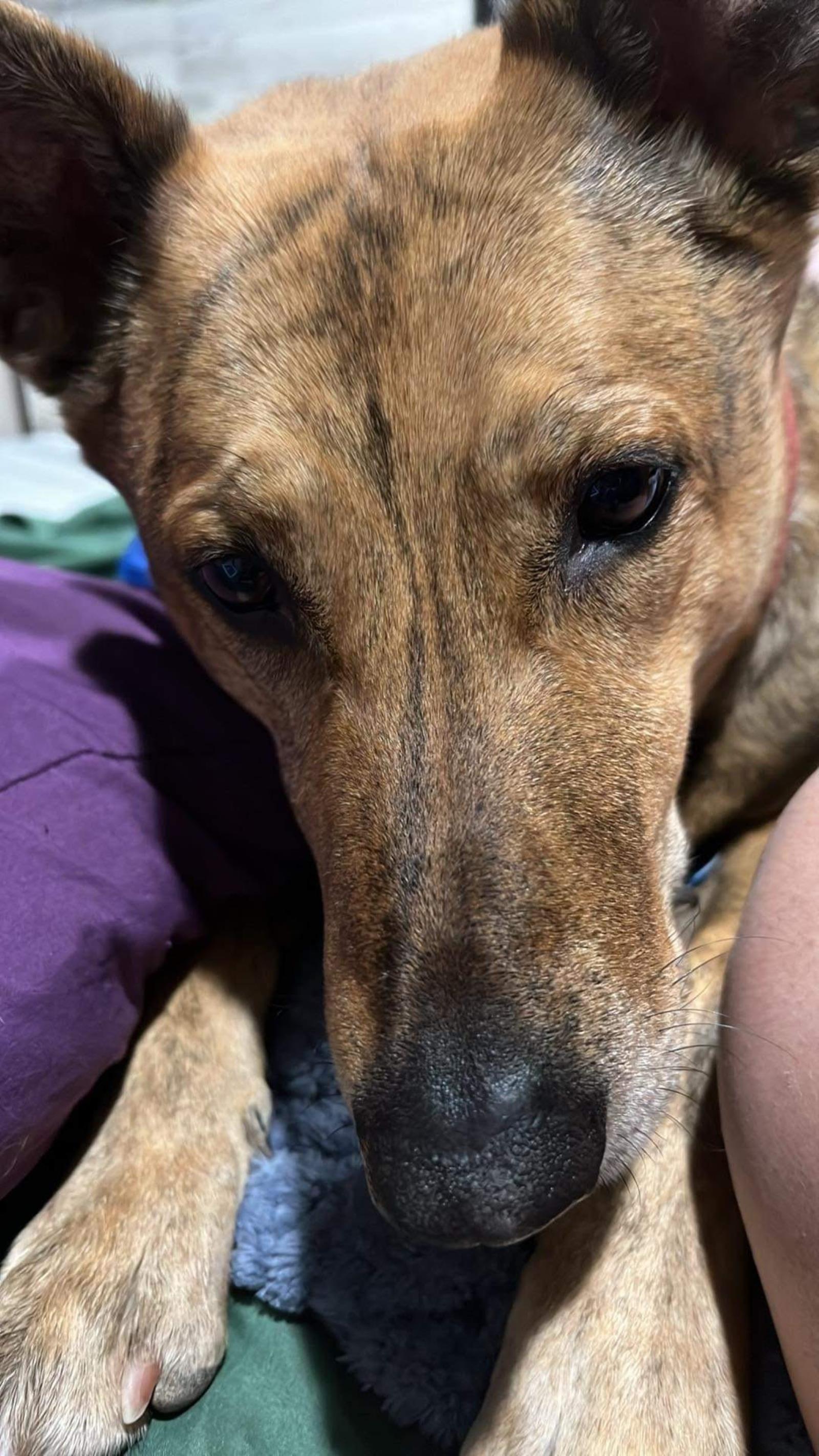 Charlie, an adoptable Belgian Shepherd / Malinois in Incline Village, NV, 89450 | Photo Image 1