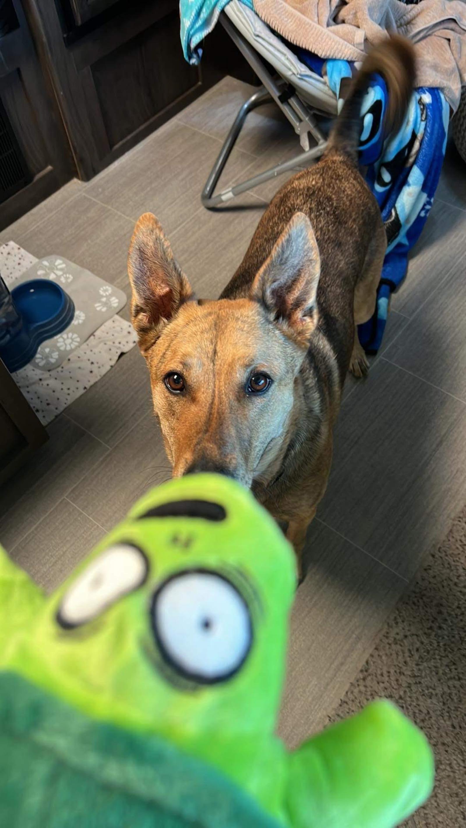 Charlie, an adoptable Belgian Shepherd / Malinois in Incline Village, NV, 89450 | Photo Image 2