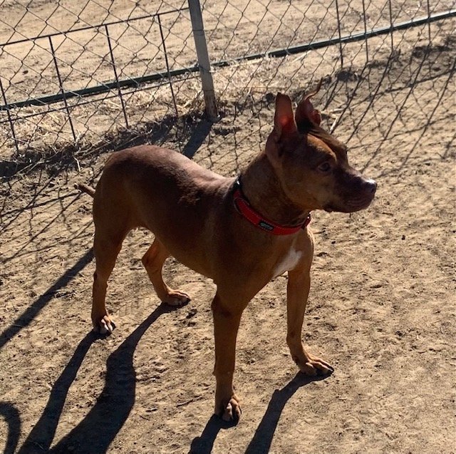 Chili, an adoptable Mixed Breed in Yoder, CO, 80864 | Photo Image 1