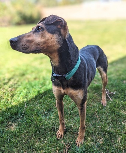 Clover, an adoptable Shar-Pei, Doberman Pinscher in Portola, CA, 96122 | Photo Image 2