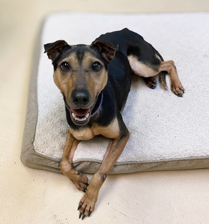 Clover, an adoptable Shar-Pei, Doberman Pinscher in Portola, CA, 96122 | Photo Image 3