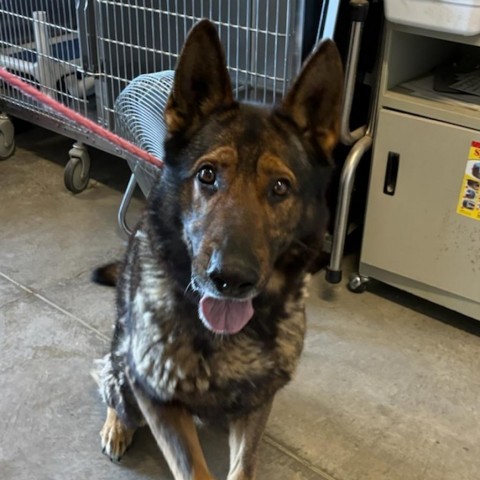 Dog for adoption - Heimdall, a German Shepherd Dog in Rexburg, ID ...