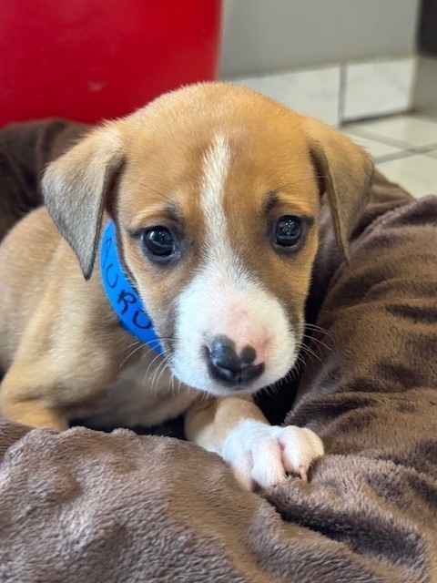 Dog for adoption Taurus a Labrador Retriever Mix in North