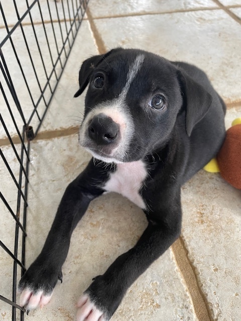 Dog for adoption Aquarius a Labrador Retriever Mix in North