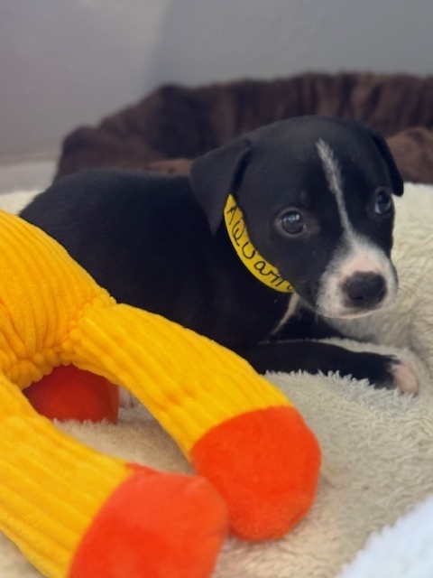 Dog for adoption Aquarius a Labrador Retriever Mix in North