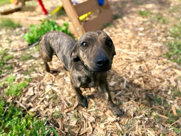 Dachshund and best sale great dane mix