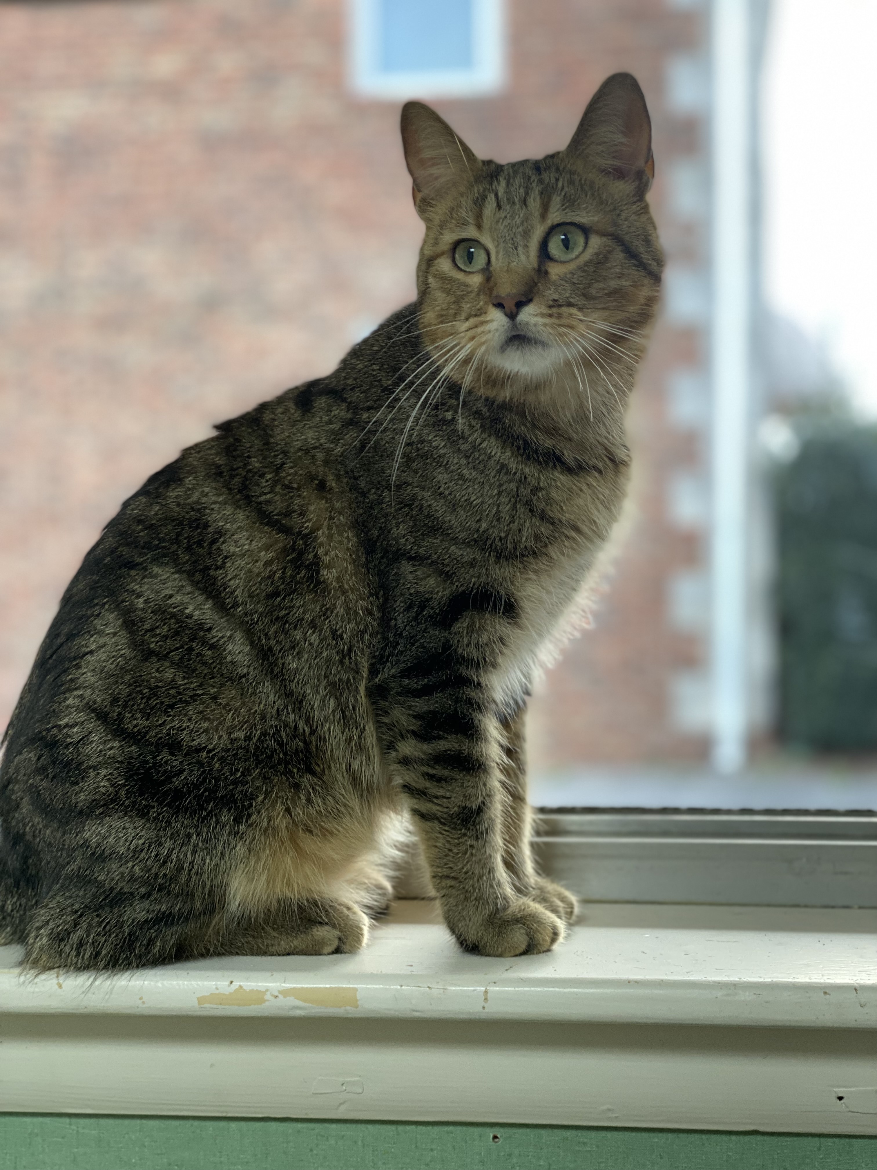 Dale, an adoptable Domestic Short Hair in Pinson, AL, 35126 | Photo Image 1