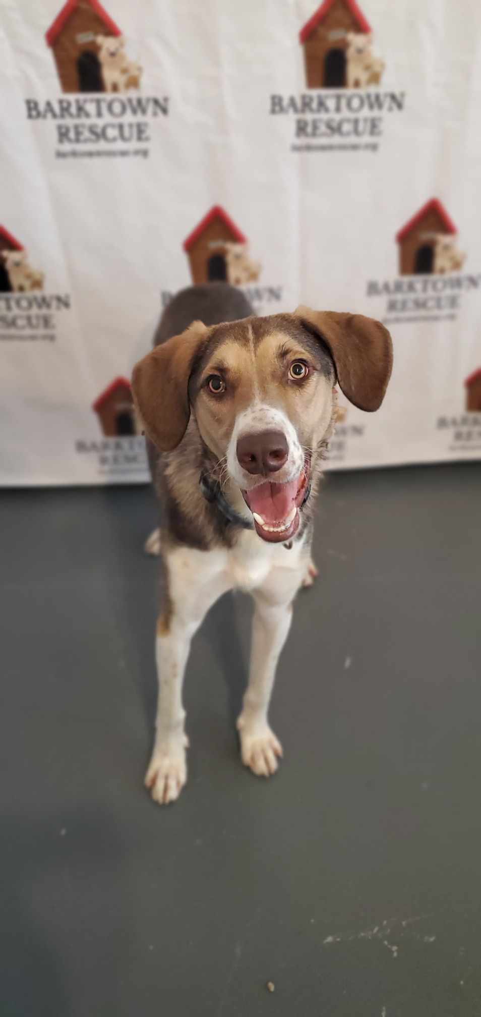 Peanut, an adoptable Hound in Boston, KY, 40107 | Photo Image 2