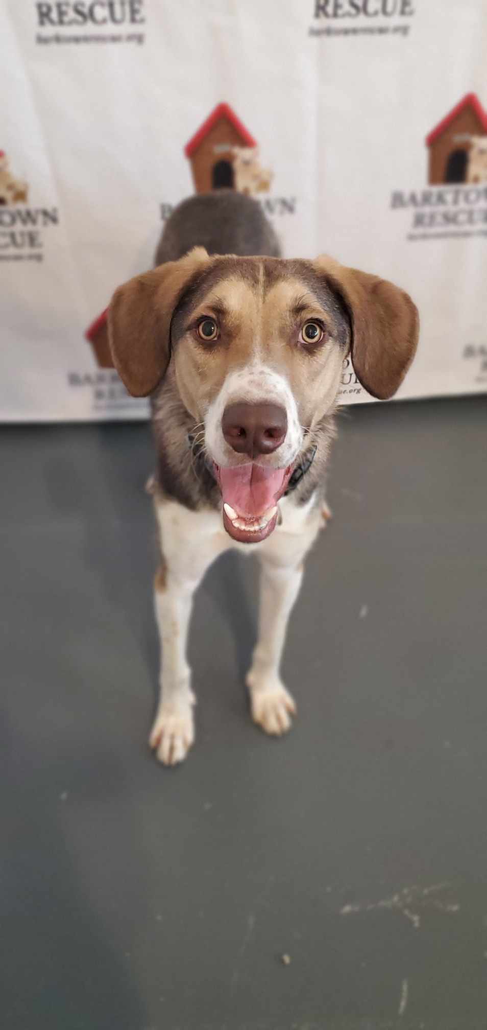 Peanut, an adoptable Hound in Boston, KY, 40107 | Photo Image 3