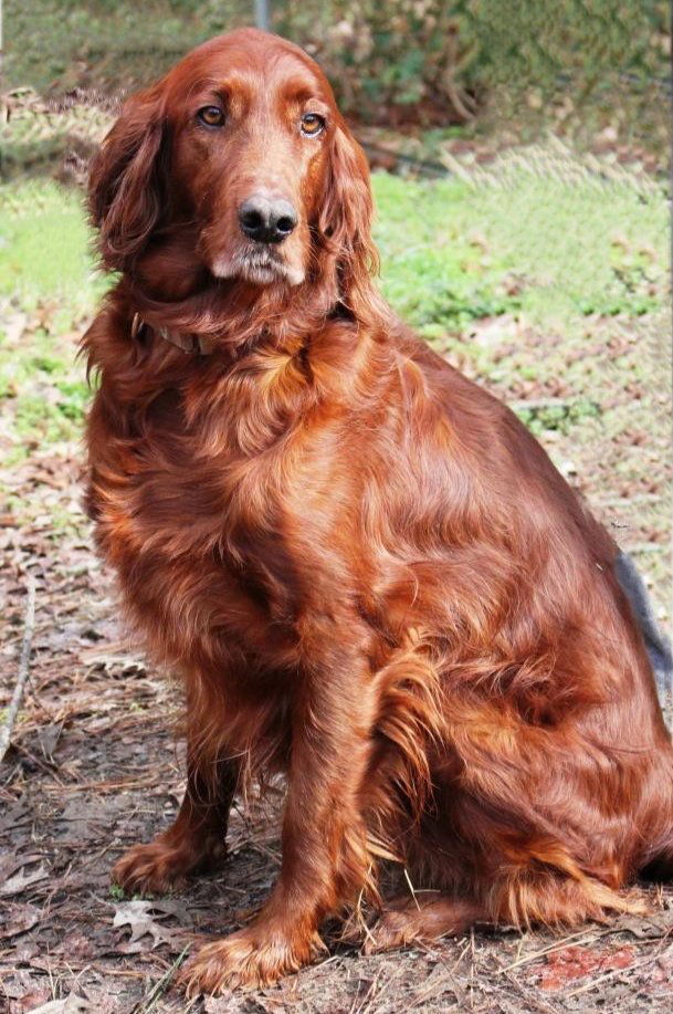 Dog for adoption Roxie an Irish Setter in Denton TX Petfinder Dog for adoption Roxie an Irish Setter in Denton TX Petfinder