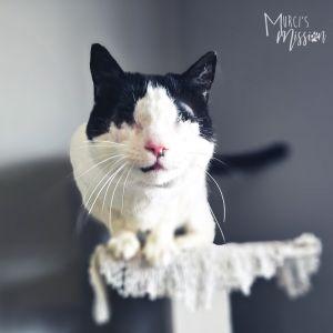 Wonder is a courageous and affectionate black and white domestic shorthair that 