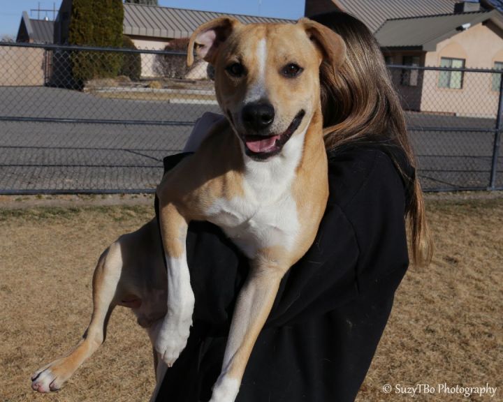 Dog for adoption Chaco a Mixed Breed in Montrose CO Petfinder