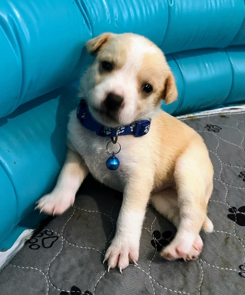 Jack, an adoptable Mixed Breed in San Juan de Abajo, NAY, 63732 | Photo Image 4